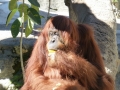 Monkey_Jungle00044.jpg