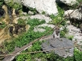 Monkey_Jungle00045.jpg