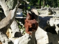 Monkey_Jungle00047.jpg