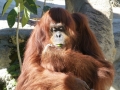 Monkey_Jungle00048.jpg