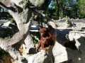 Monkey_Jungle00050.jpg