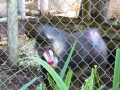 Monkey_Jungle00053.jpg