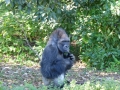 Monkey_Jungle00055.jpg