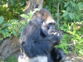 Monkey_Jungle00058.jpg