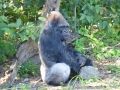 Monkey_Jungle00059.jpg