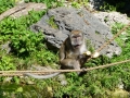 Monkey_Jungle00130.jpg