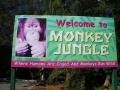 Monkey_Jungle00146.jpg