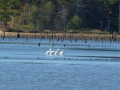 Bay_Springs_MS0000007