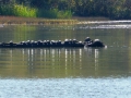 Columbus_MS0000003