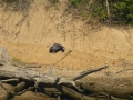 Pickwick_Landing00008