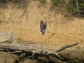 Pickwick_Landing00009