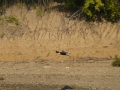 Pickwick_Landing00011