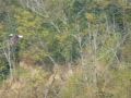 Pickwick_Landing00015