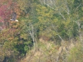 Pickwick_Landing00016