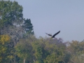 Pickwick_Landing00018
