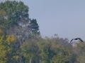 Pickwick_Landing00019