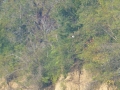 Pickwick_Landing00020
