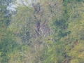 Pickwick_Landing00022
