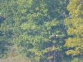 Pickwick_Landing00024