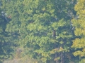 Pickwick_Landing00025