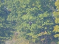 Pickwick_Landing00026