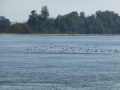 Pickwick_Landing00039
