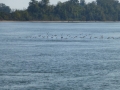Pickwick_Landing00040