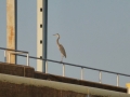 Pickwick_Landing00048