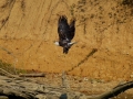Pickwick_landing10000001