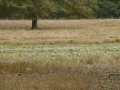 Shiloh0000062