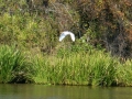TennTom-Wildlife00029