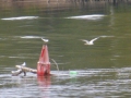 Tensaw_River0000051
