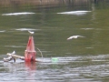 Tensaw_River0000052